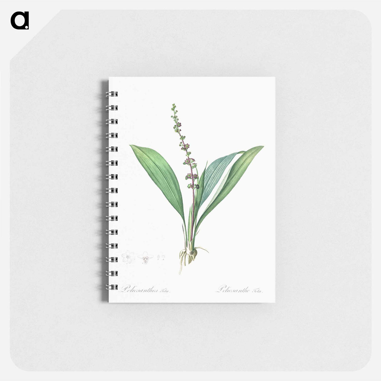 Peliosanthes teta illustration from Les liliacées - ピエール ジョゼフ ルドゥーテ Memo.