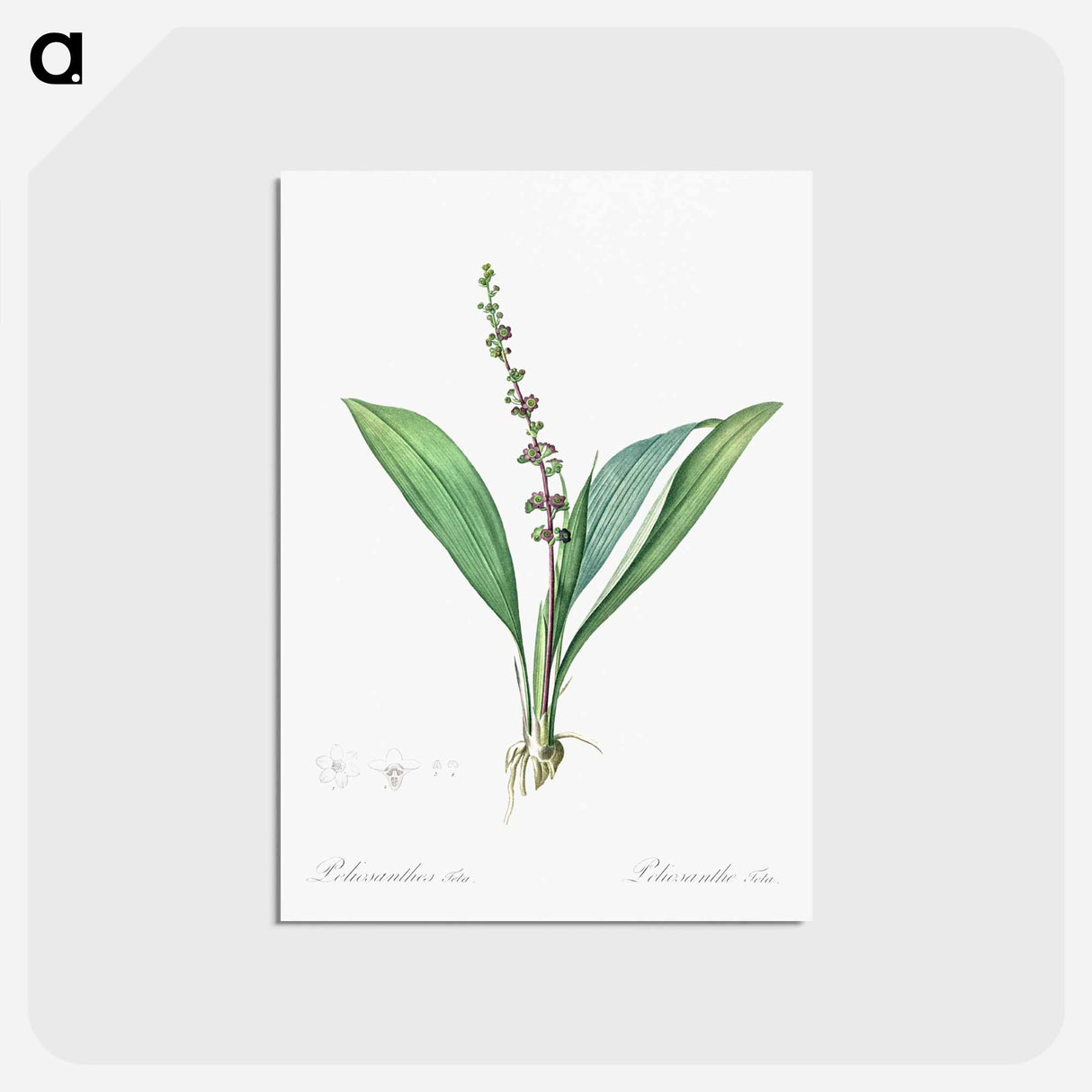 アートポストカード-Peliosanthes teta illustration from Les liliacées - ピエール ジョゼフ ルドゥーテ Postcard.