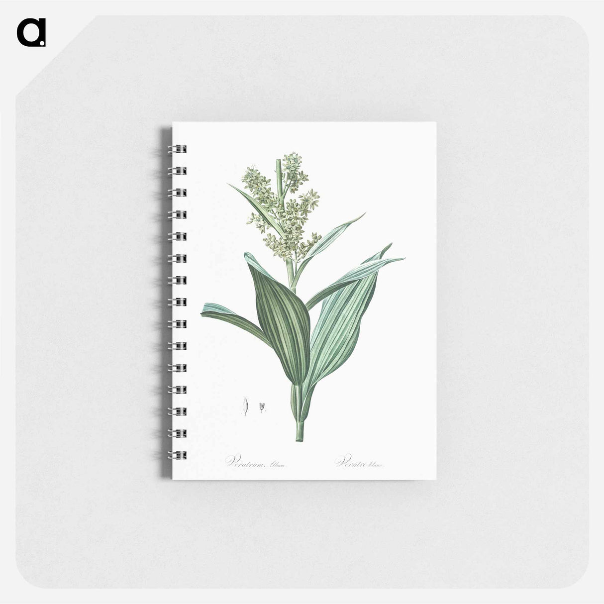 False helleborine illustration - ピエール ジョゼフ ルドゥーテ Memo.