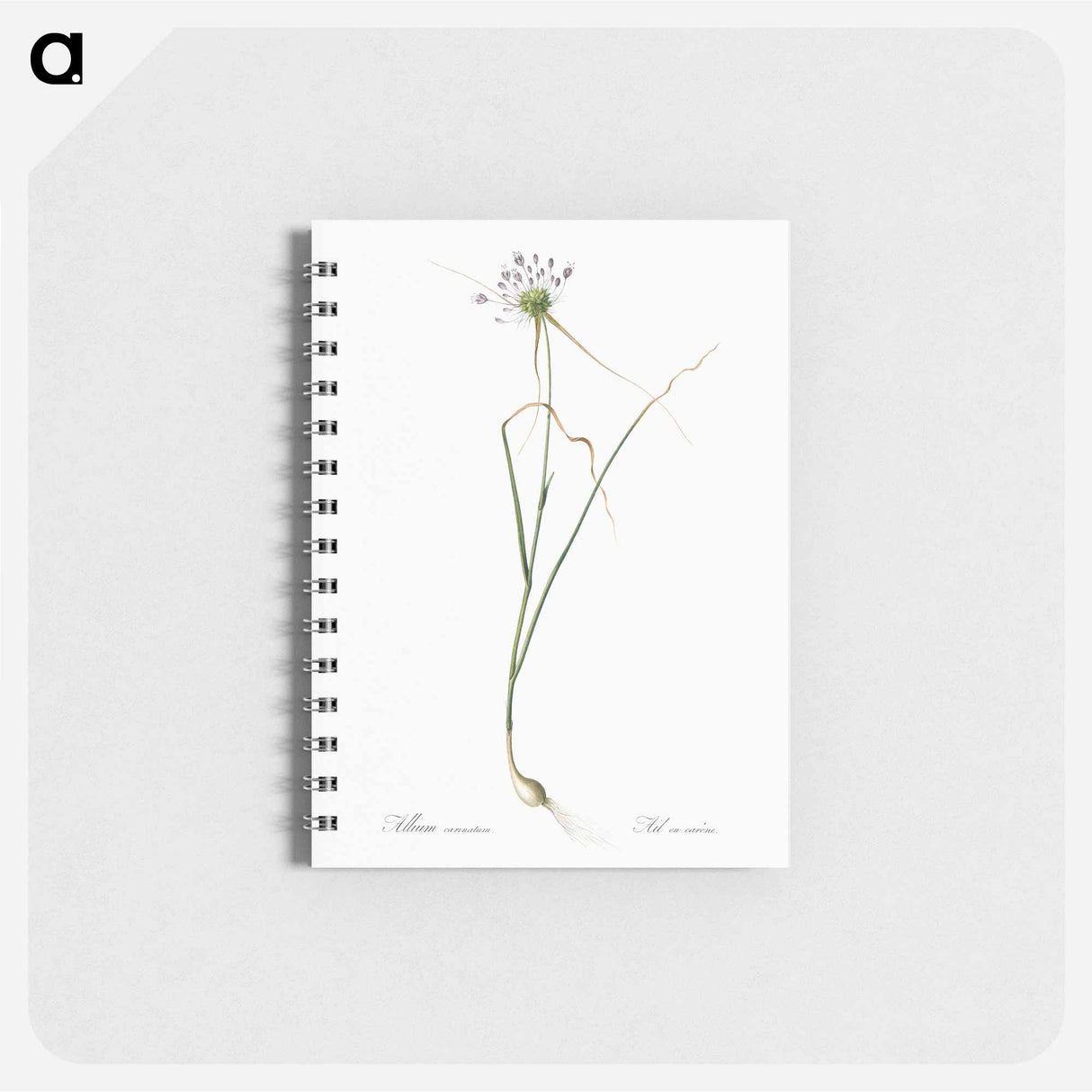 Keeled garlic illustration - ピエール ジョゼフ ルドゥーテ Memo.