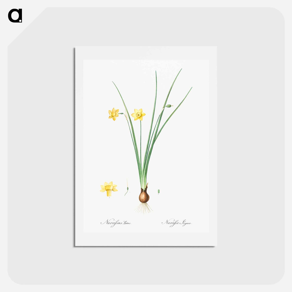 アートポストカード-Daffodil illustration - ピエール ジョゼフ ルドゥーテ Postcard.