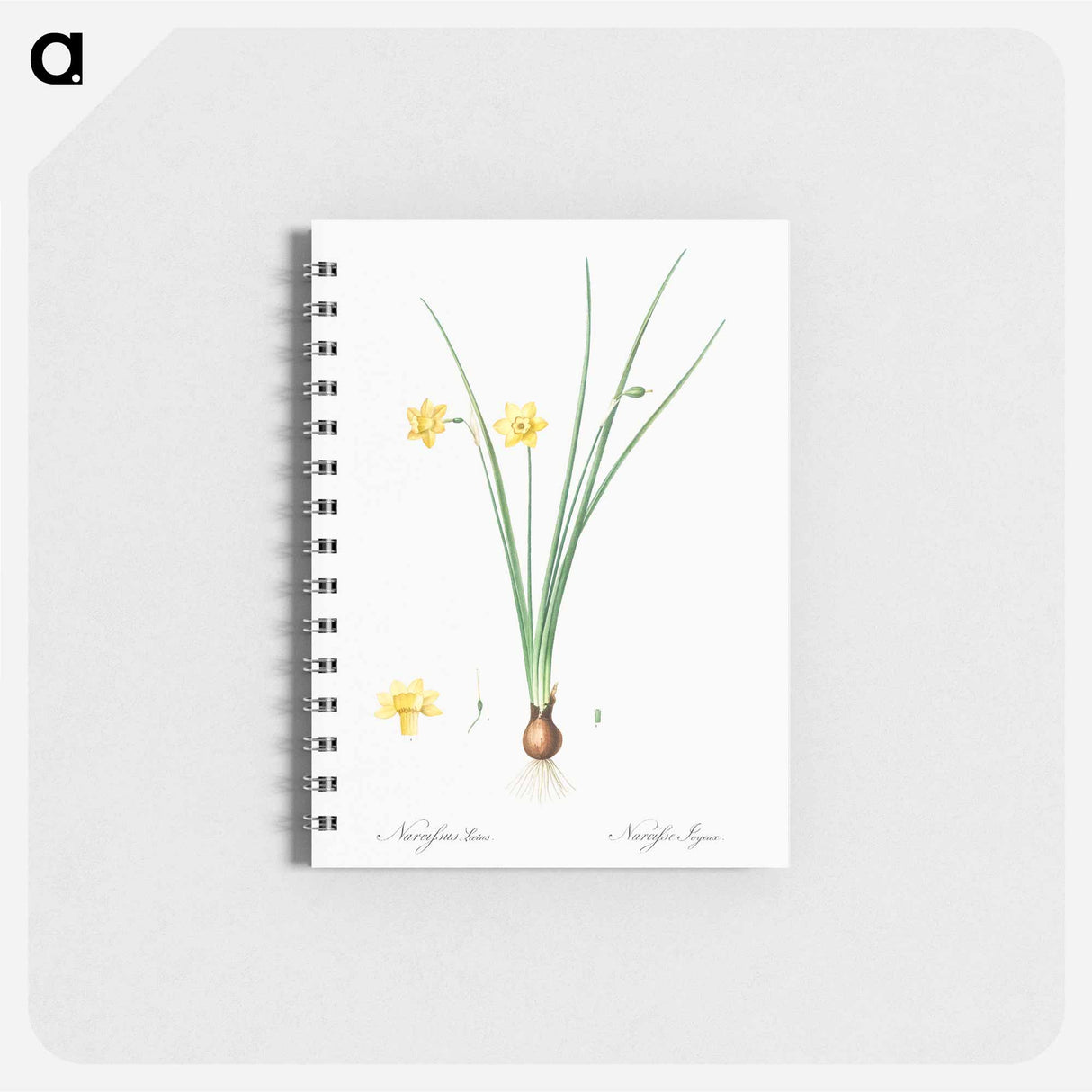 Daffodil illustration - ピエール ジョゼフ ルドゥーテ Memo.