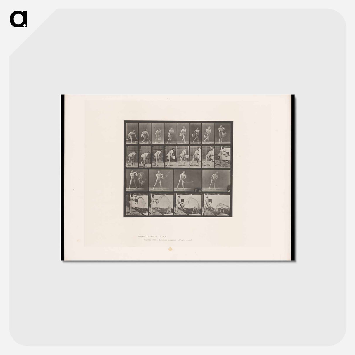 アートポストカード-Water Throwing
- エドワード マイブリッジ Postcard.