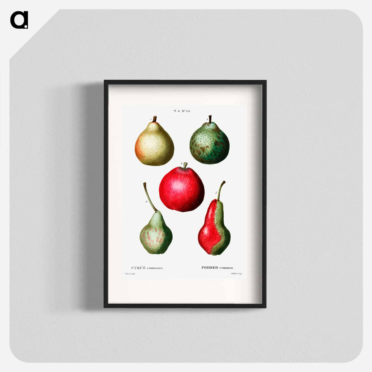 Pear (Pyrus communis) - Pierre Joseph Redouté Poster.