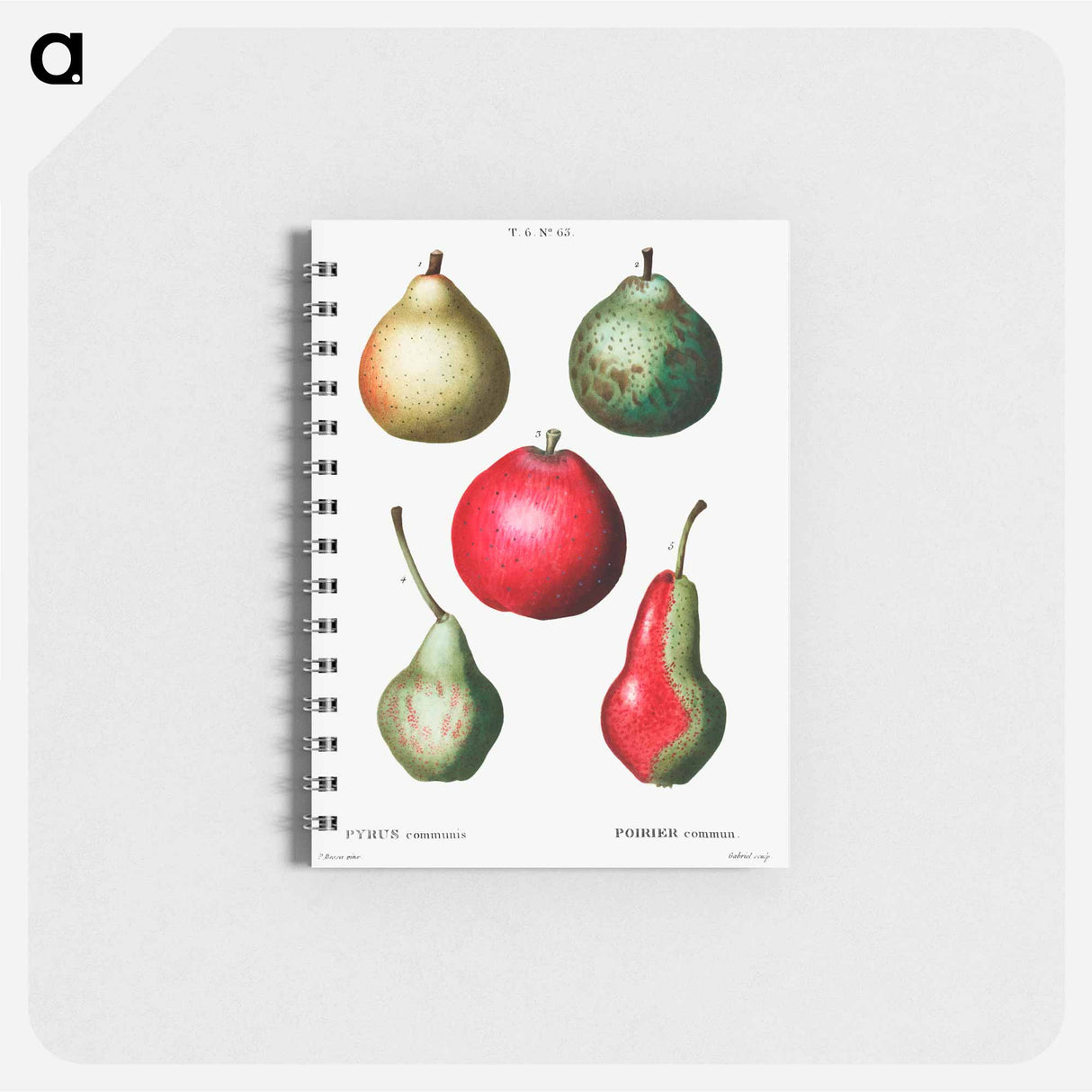 アートメモ帳-Pear (Pyrus communis) - ピエール ジョゼフ ルドゥーテ Memo.