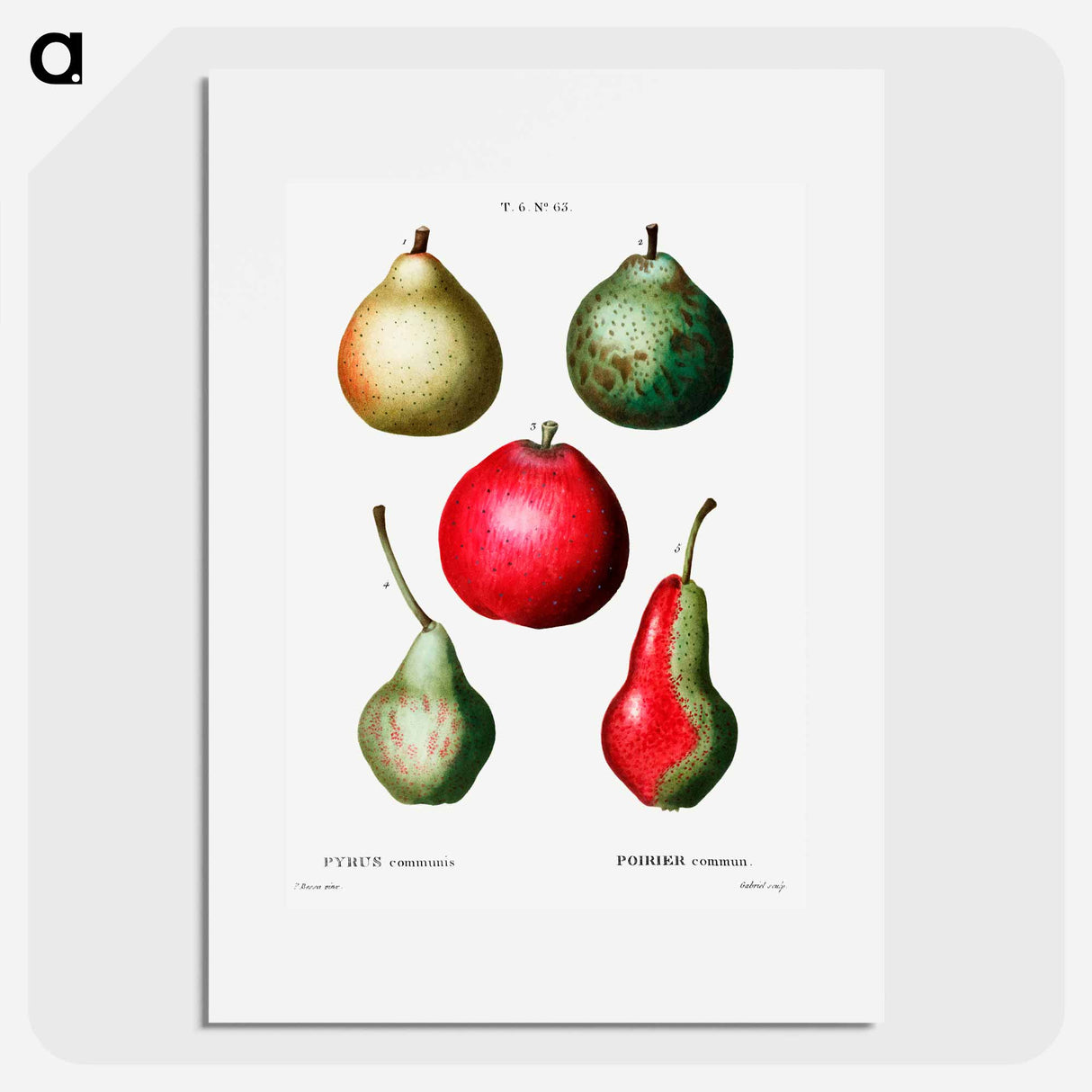 Pear (Pyrus communis) - Pierre Joseph Redouté Poster.