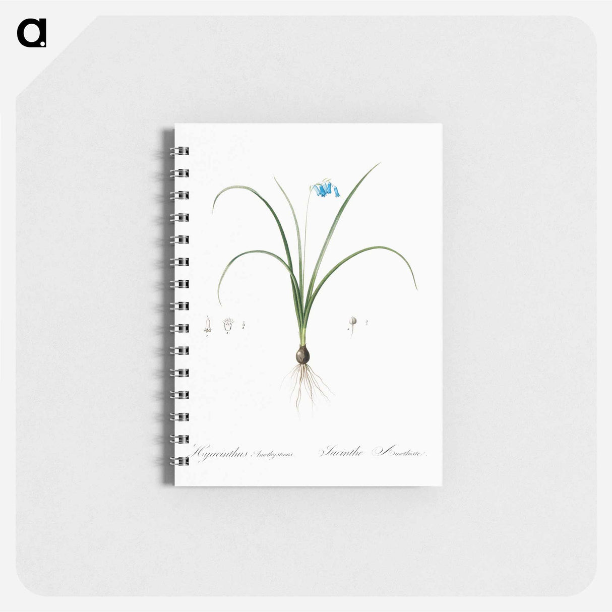 Brimeura - ピエール ジョゼフ ルドゥーテ Memo.