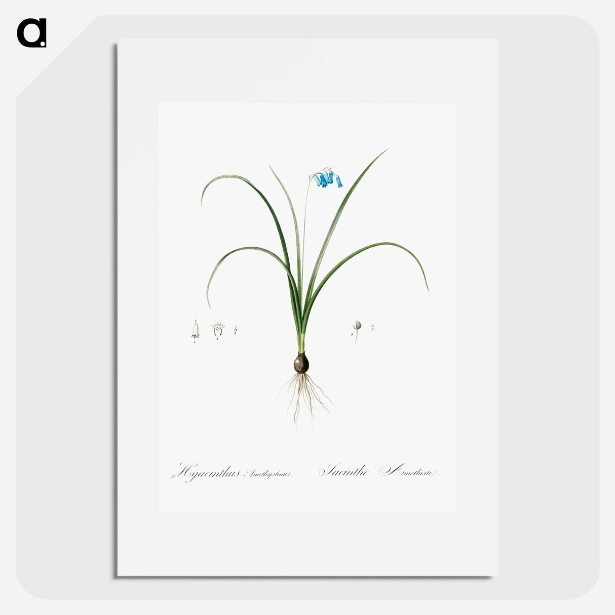 Brimeura - Pierre Joseph Redouté Poster.