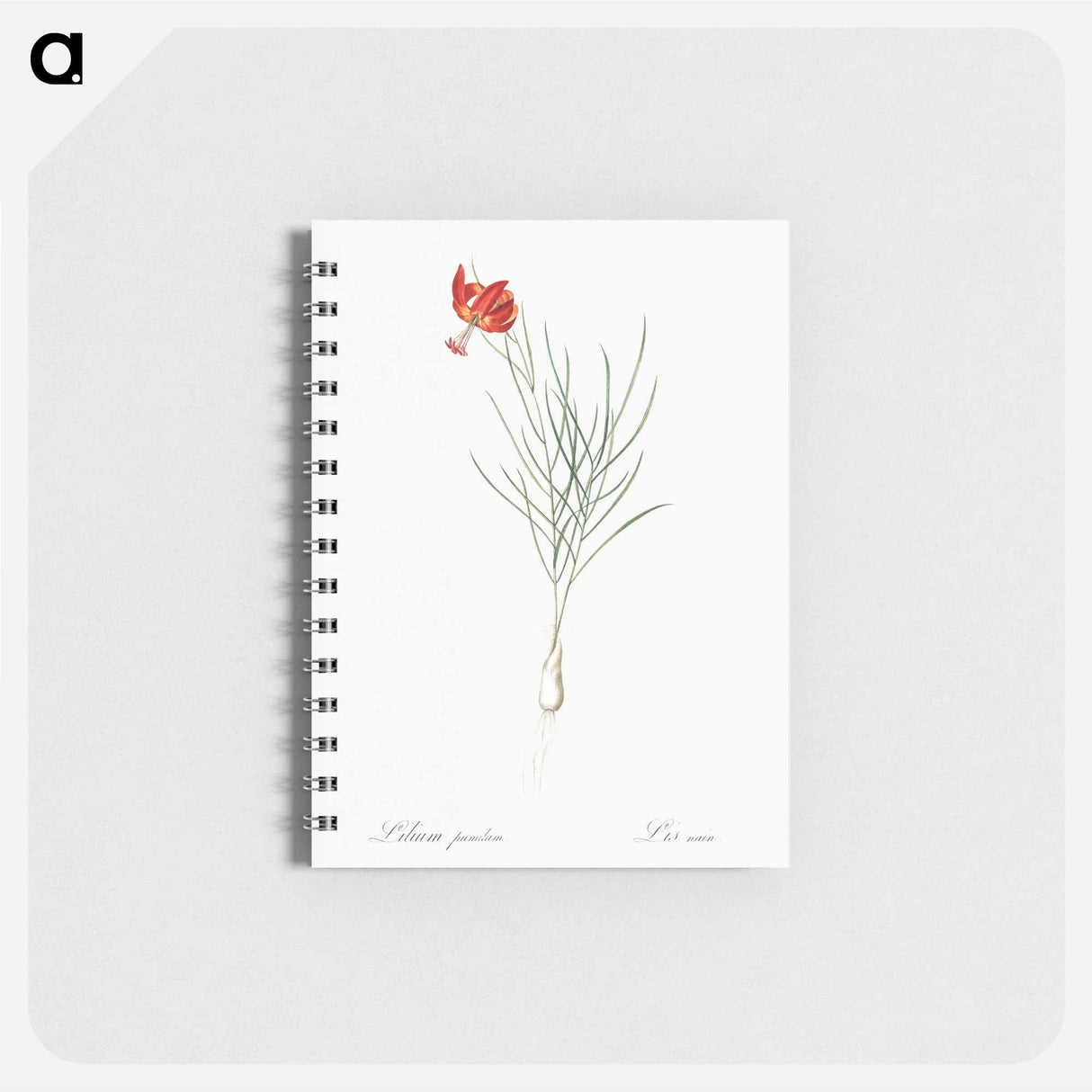 Coral lily illustration - ピエール ジョゼフ ルドゥーテ Memo.