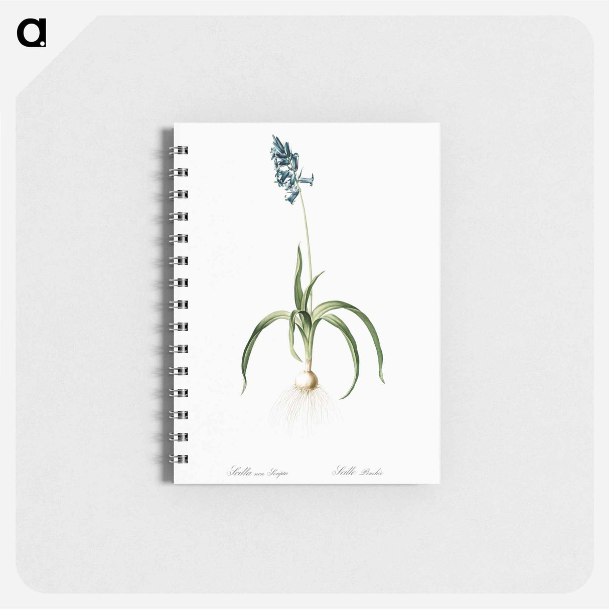 アートメモ帳-Veltheimia abyssinica illustration from Les liliacées - ピエール ジョゼフ ルドゥーテ Memo.