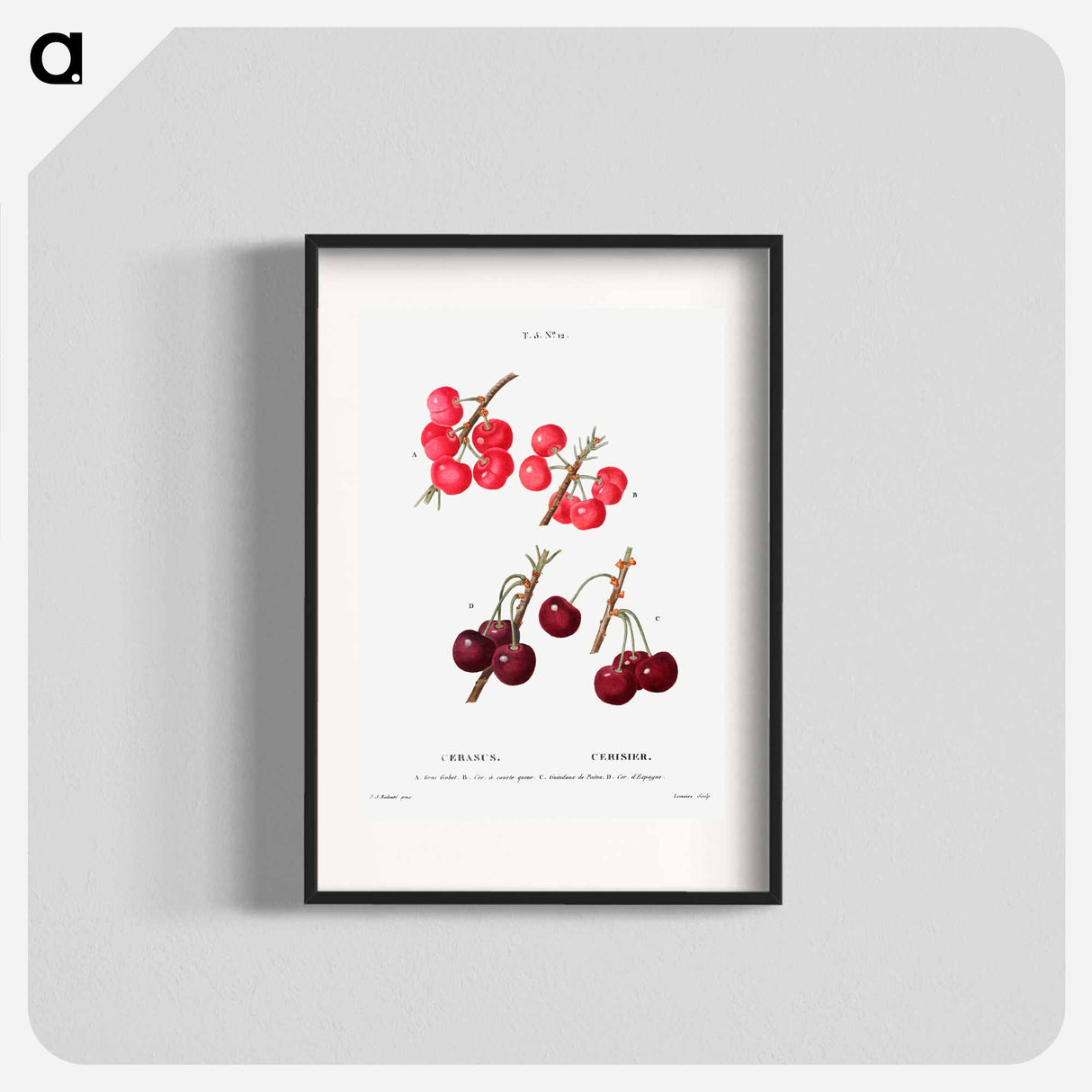 アートポスター-Cherry (Cerasus) - ピエール ジョゼフ ルドゥーテ Poster.