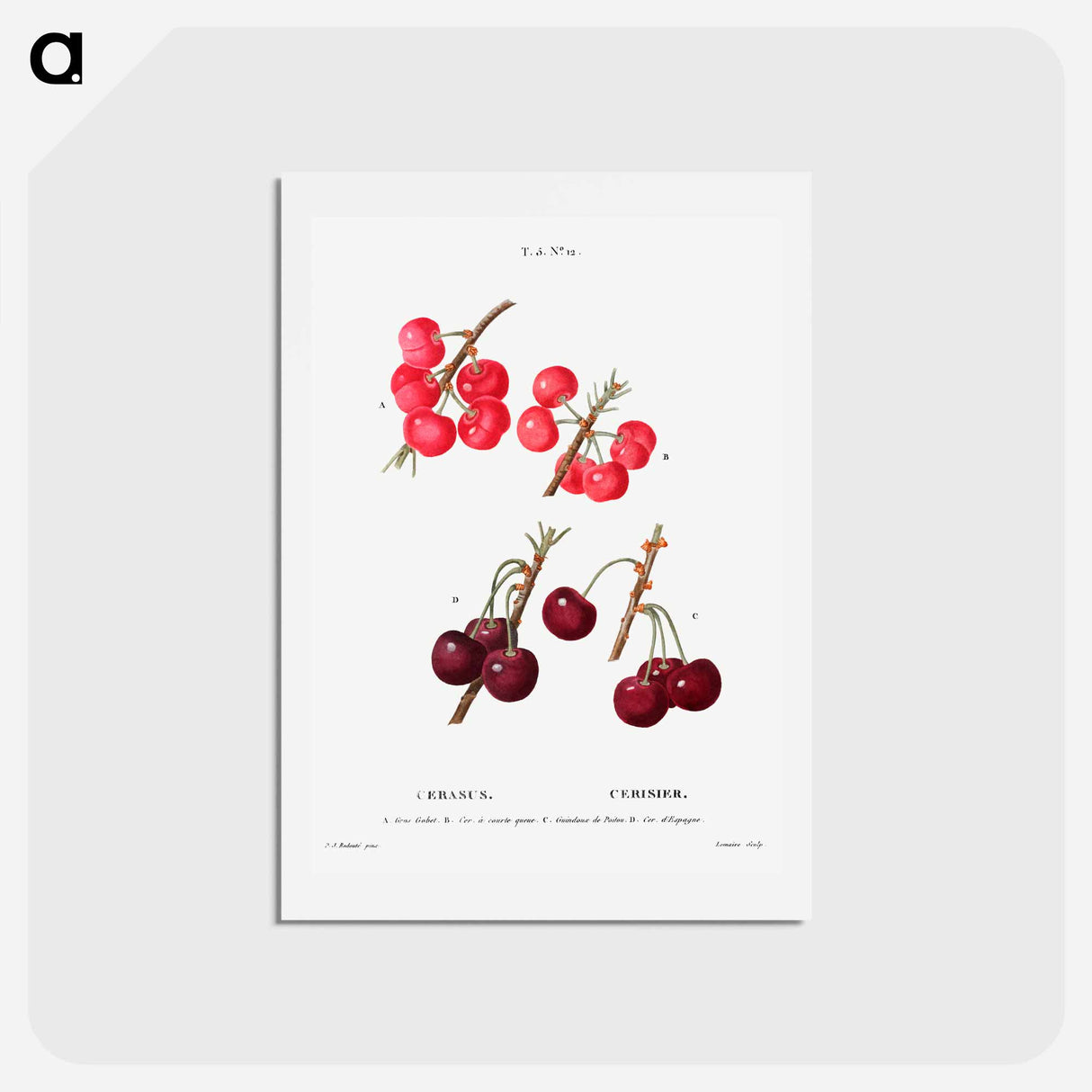 アートポストカード-Cherry (Cerasus) - ピエール ジョゼフ ルドゥーテ Postcard.