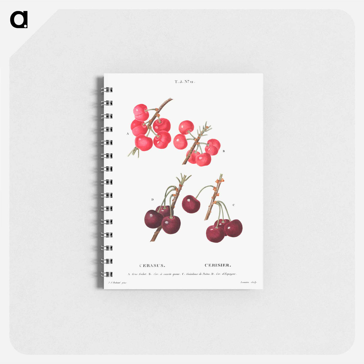 アートメモ帳-Cherry (Cerasus) - ピエール ジョゼフ ルドゥーテ Memo.