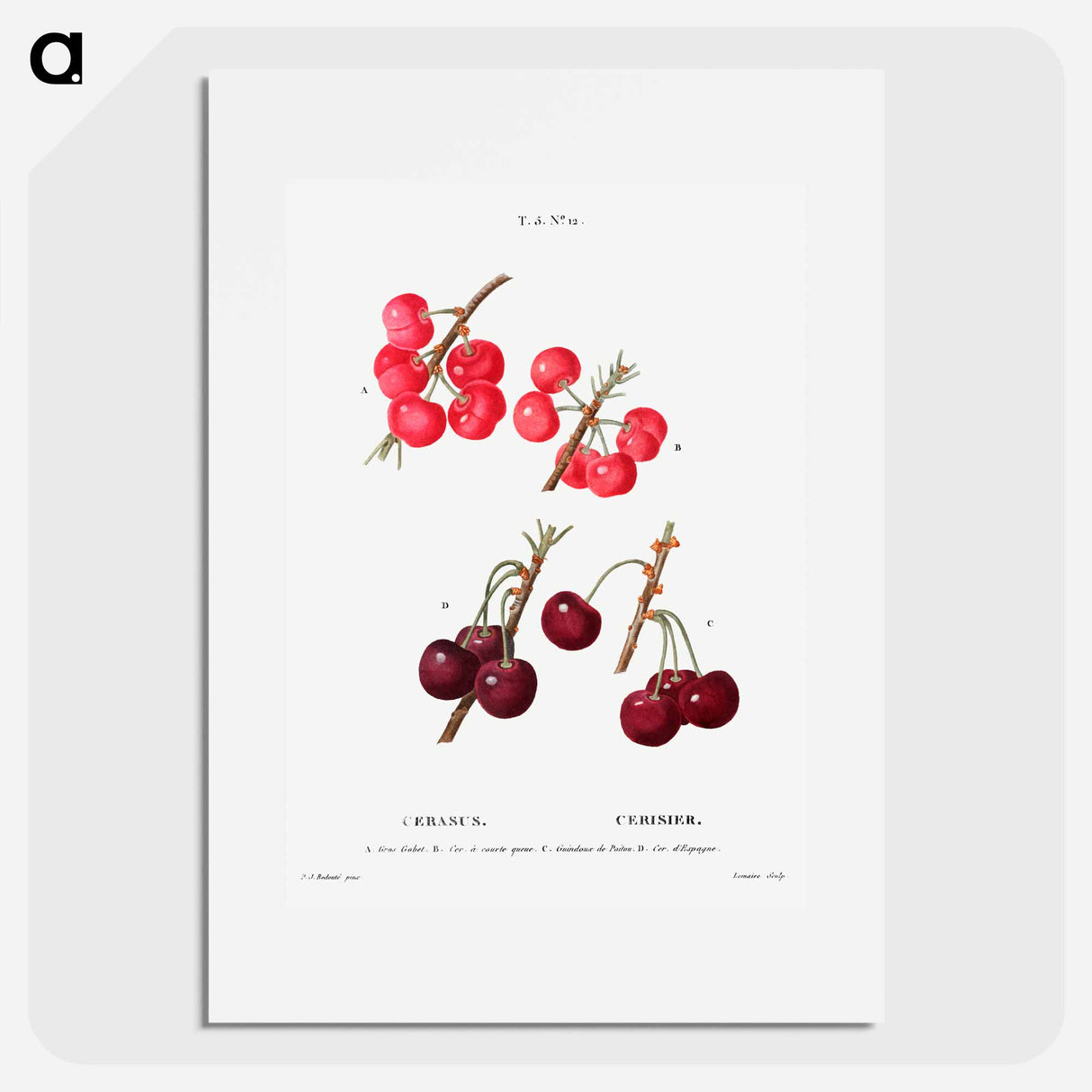 アートポスター-Cherry (Cerasus) - ピエール ジョゼフ ルドゥーテ Poster.