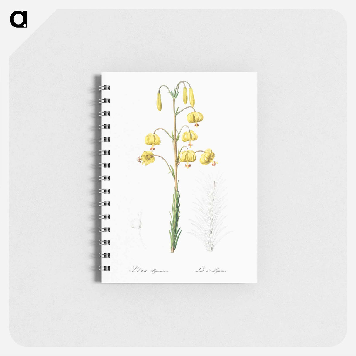 Lilium pyrenaicum illustration - ピエール ジョゼフ ルドゥーテ Memo.