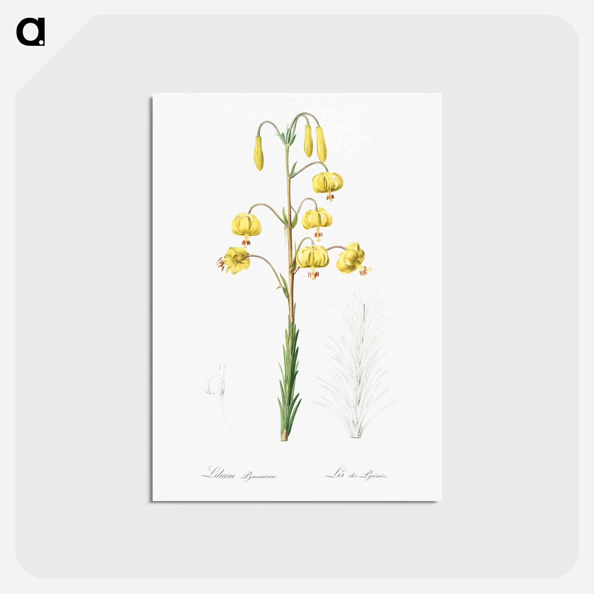 アートポストカード-Lilium pyrenaicum illustration - ピエール ジョゼフ ルドゥーテ Postcard.