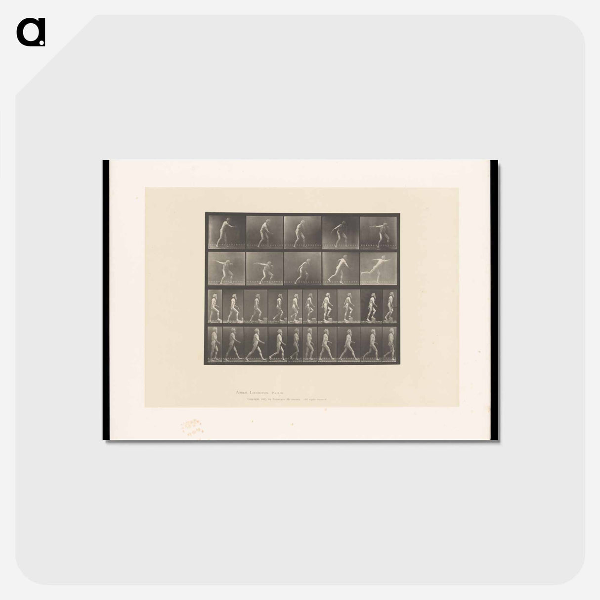 アートポストカード-E. Muybridge: Motion Studies
- エドワード マイブリッジ Postcard.