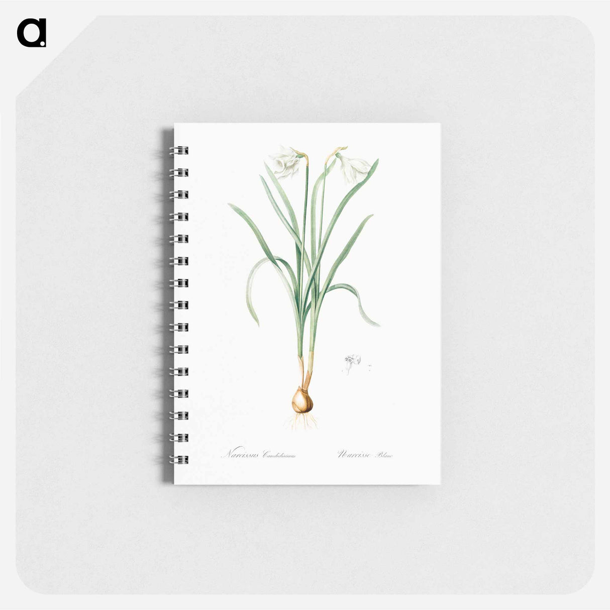 Narcissus candidissimus - ピエール ジョゼフ ルドゥーテ Memo.