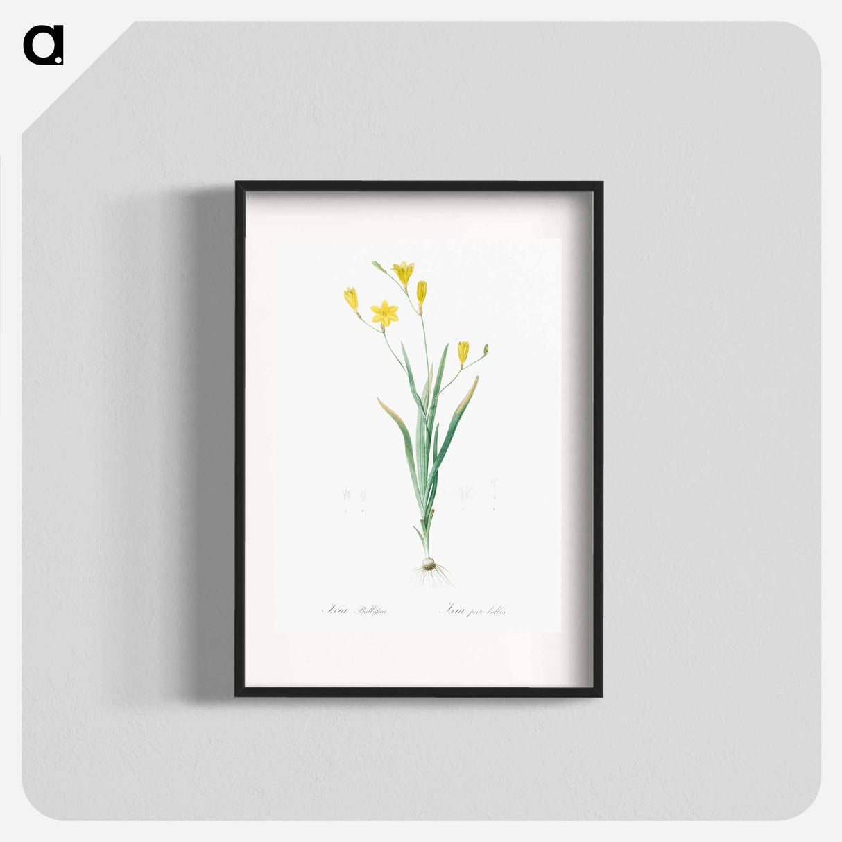 Ixia bulbifera illustration - Pierre Joseph Redouté Poster.