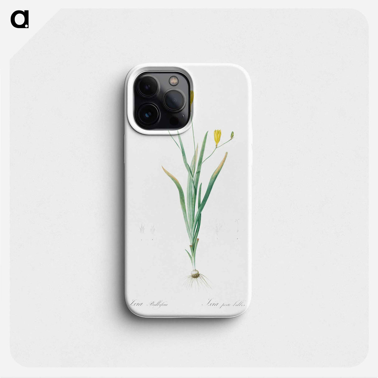 Ixia bulbifera illustration - Pierre Joseph Redouté Phone Case.