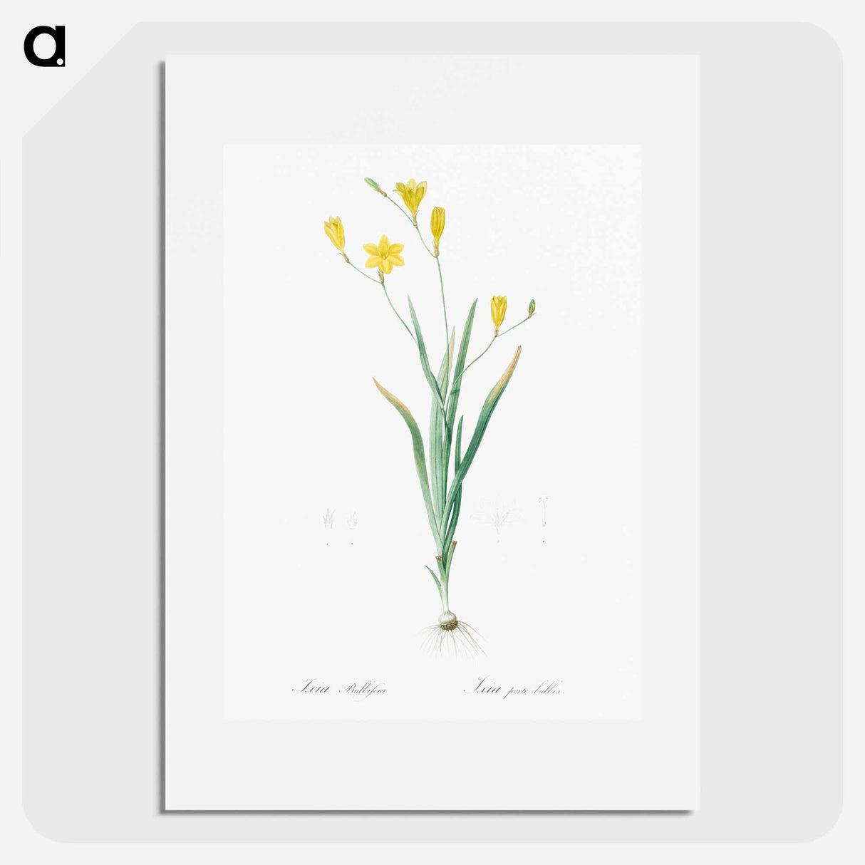 Ixia bulbifera illustration - Pierre Joseph Redouté Poster.