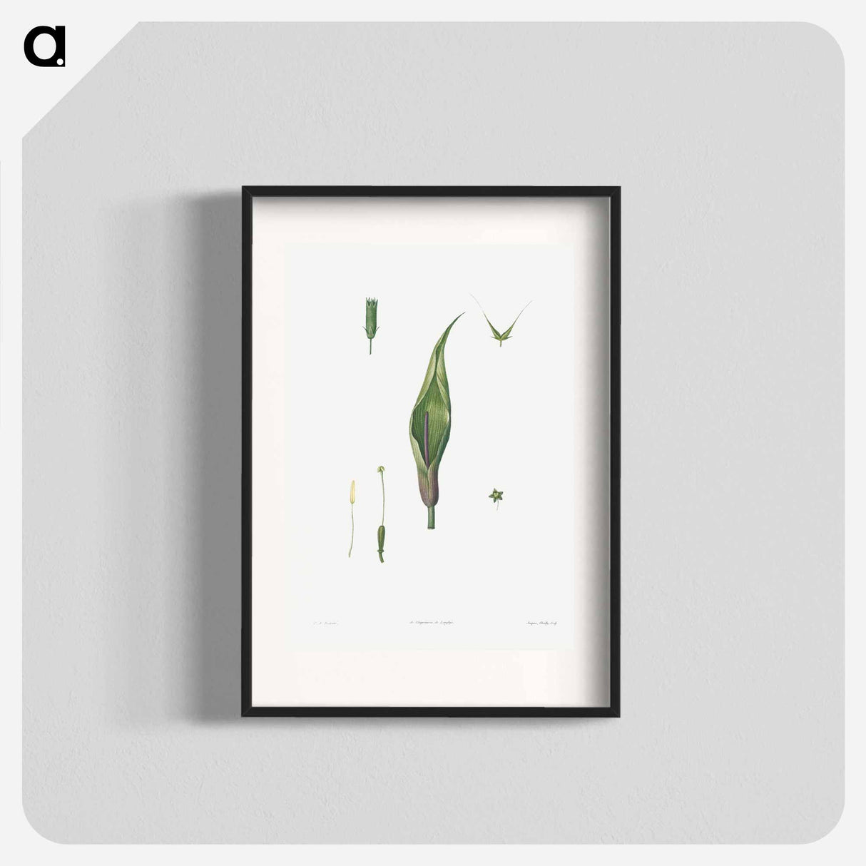 Flowers set from La Botanique de JJ Rousseau - Pierre Joseph Redouté Poster.