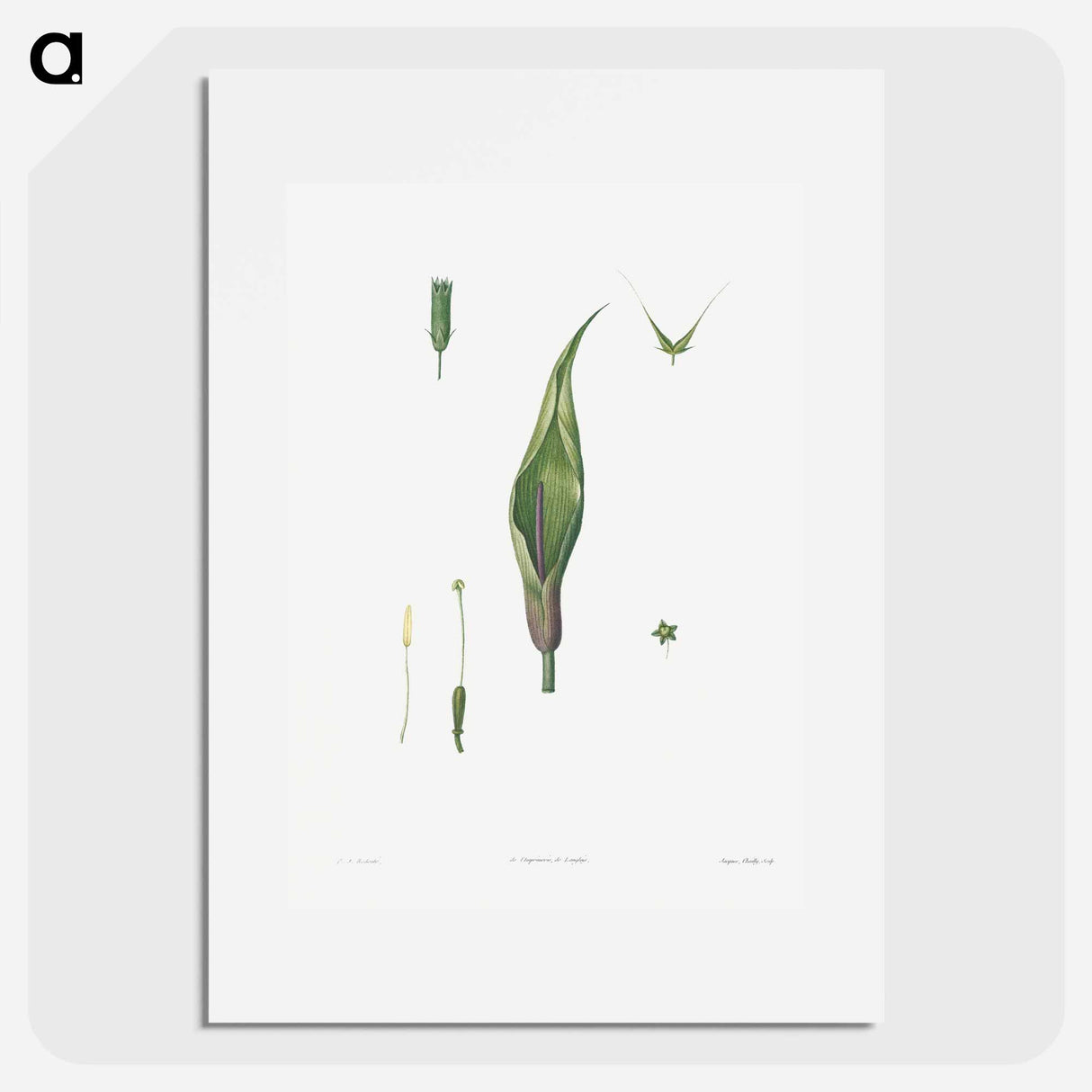 Flowers set from La Botanique de JJ Rousseau - Pierre Joseph Redouté Poster.