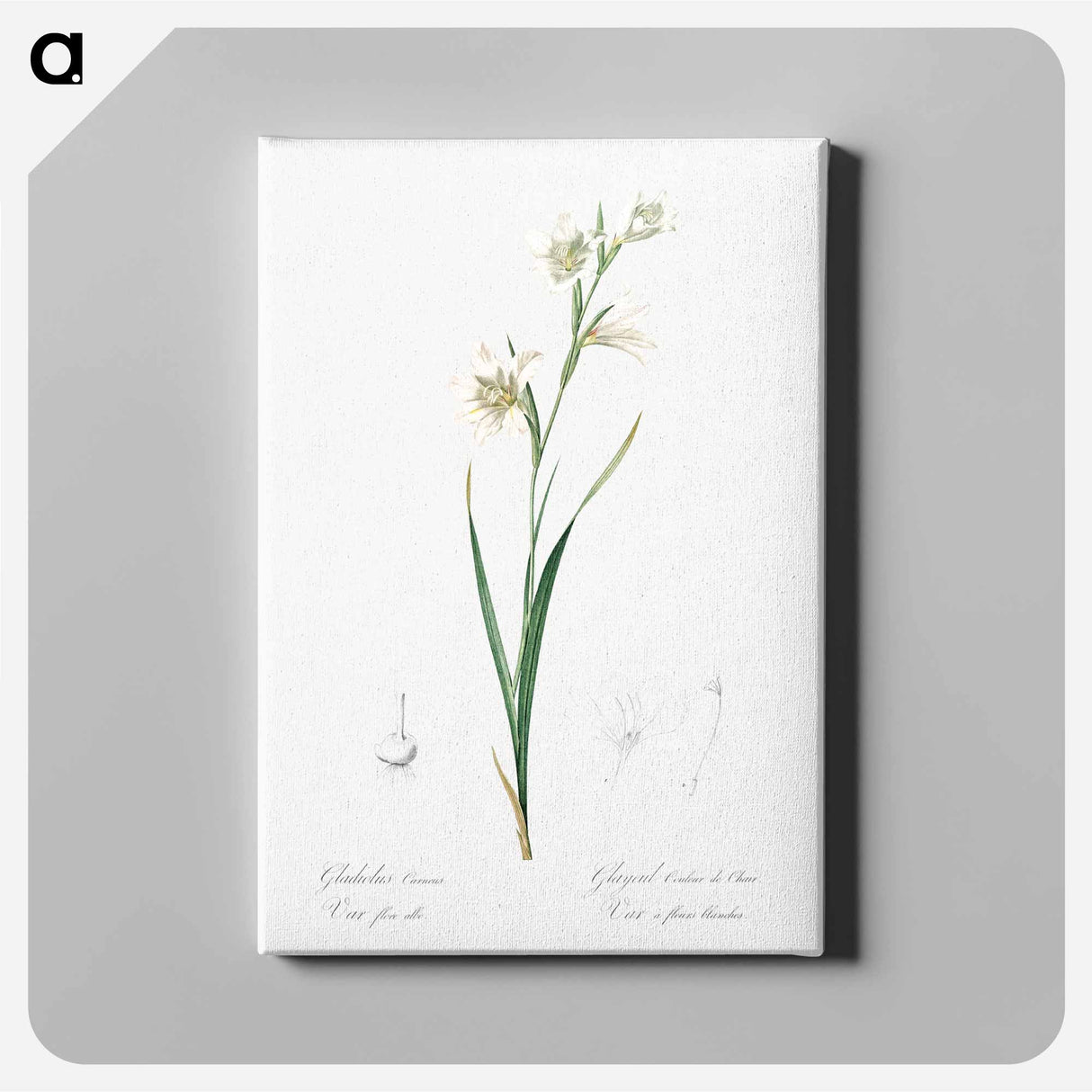 アートパネル-Painted lady illustration from Les liliacées - ピエール ジョゼフ ルドゥーテ Canvas.