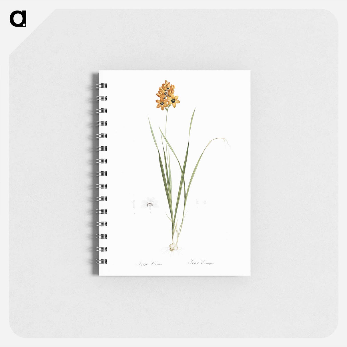 Ixia conica illustration - ピエール ジョゼフ ルドゥーテ Memo.