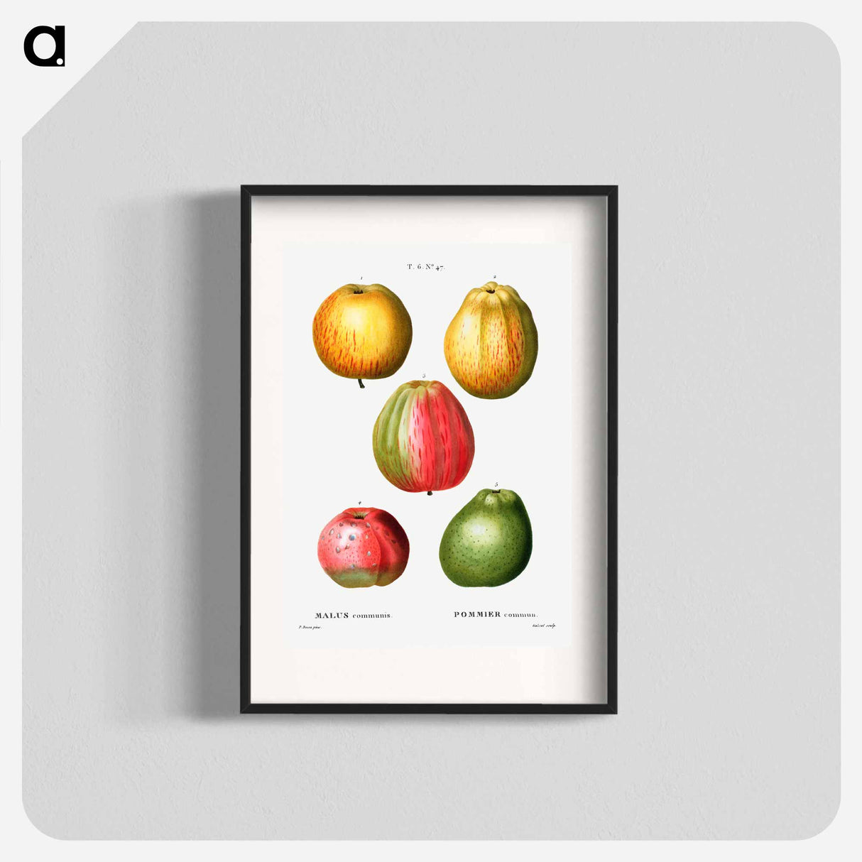アートポスター-Apple - ピエール ジョゼフ ルドゥーテ Poster.