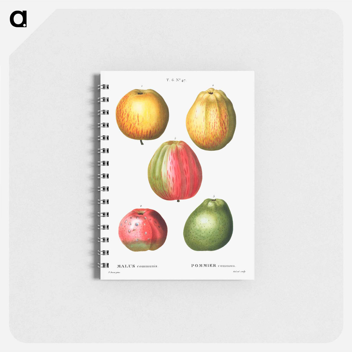 アートメモ帳-Apple - ピエール ジョゼフ ルドゥーテ Memo.