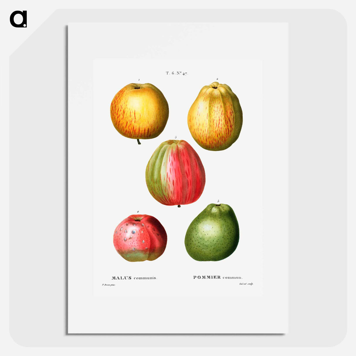 アートポスター-Apple - ピエール ジョゼフ ルドゥーテ Poster.