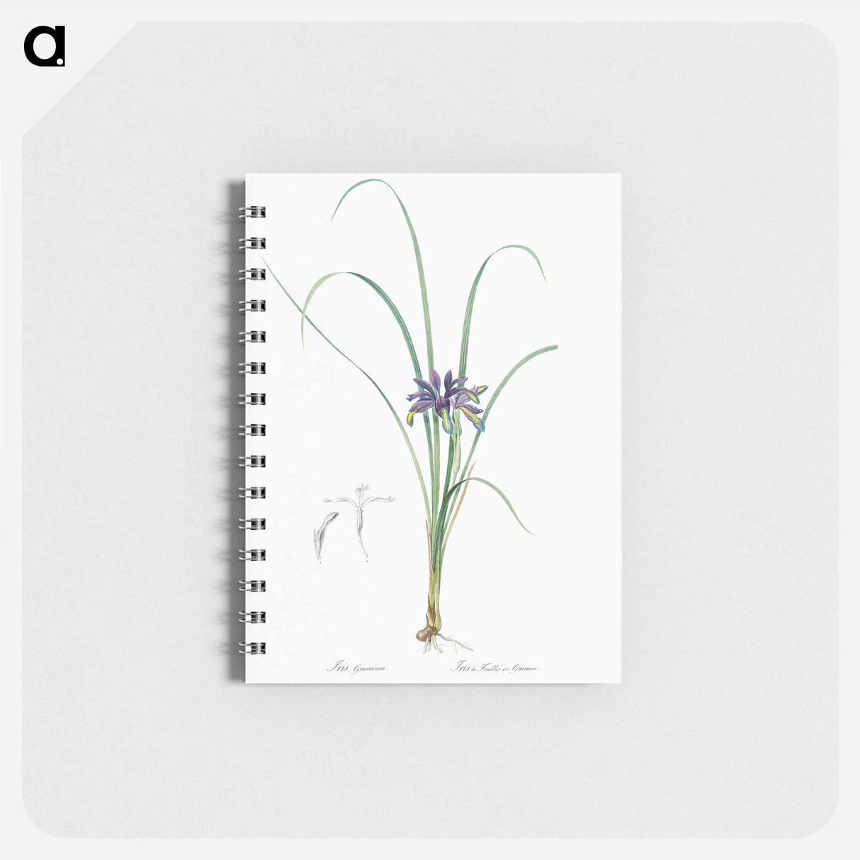 Grass leaved iris illustration - ピエール ジョゼフ ルドゥーテ Memo.