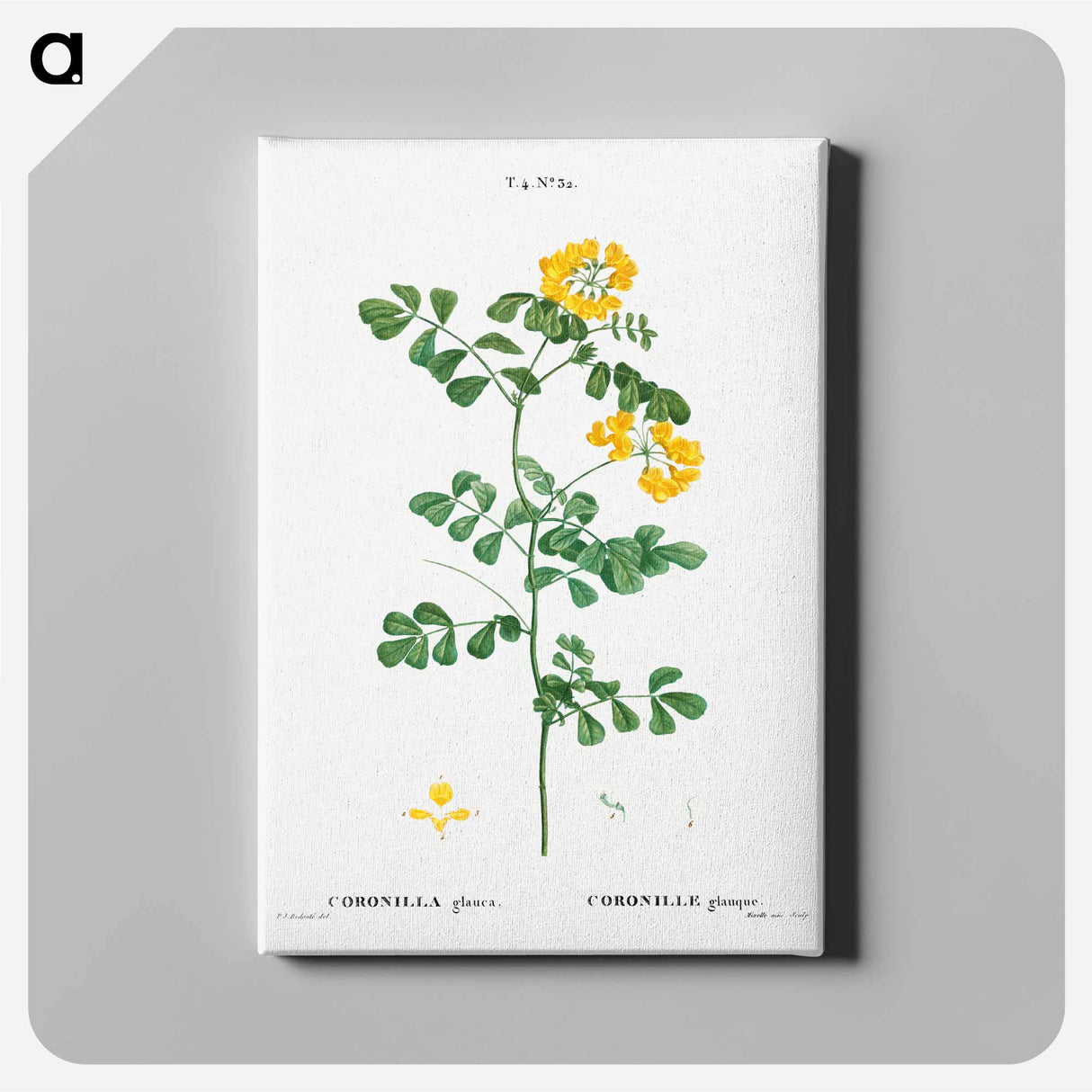 アートパネル-Scorpion vetch (Coronilla glauca) - ピエール ジョゼフ ルドゥーテ Canvas.