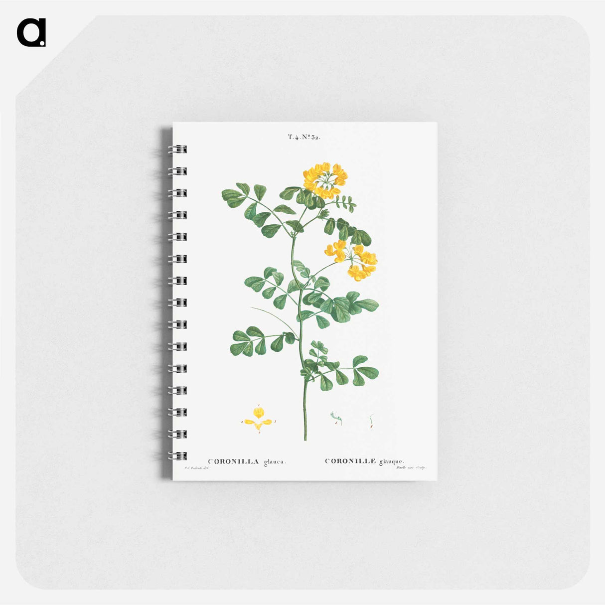 Scorpion vetch (Coronilla glauca) - ピエール ジョゼフ ルドゥーテ Memo.