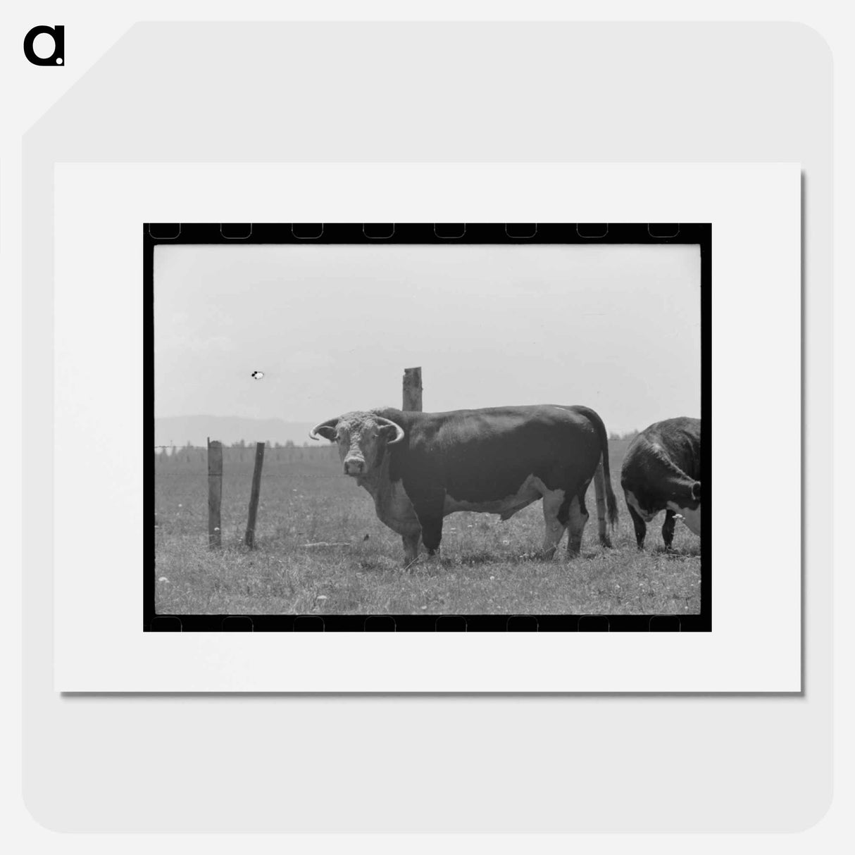 アートポスター-Bull. Cruzen Ranch
- ラッセル リー Poster.