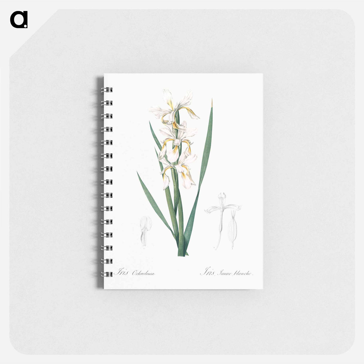 Yellow banded iris illustration - ピエール ジョゼフ ルドゥーテ Memo.