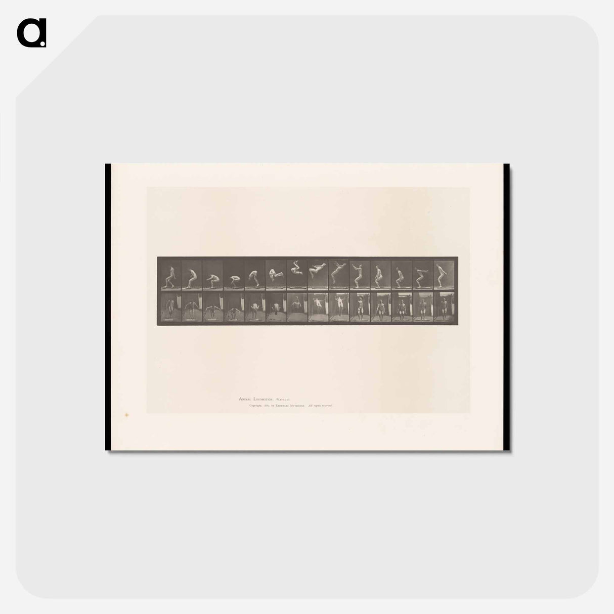 アートポストカード-Leaping Somersault
- エドワード マイブリッジ Postcard.