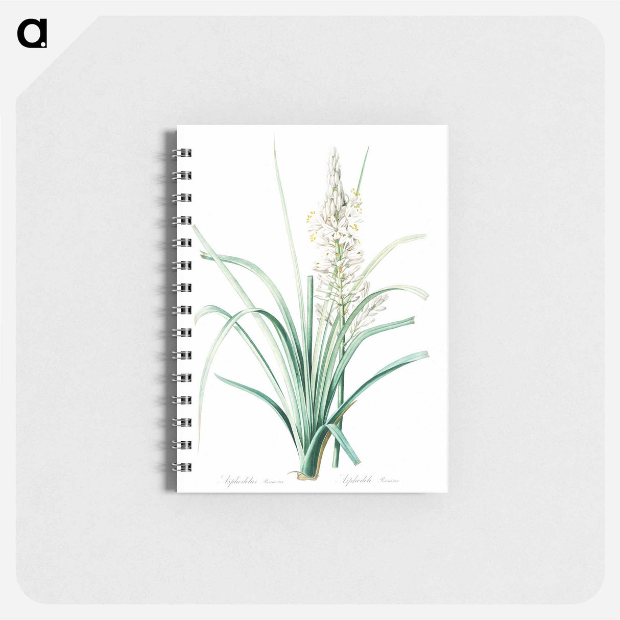 アートメモ帳-Branched asphodel illustration - ピエール ジョゼフ ルドゥーテ Memo.