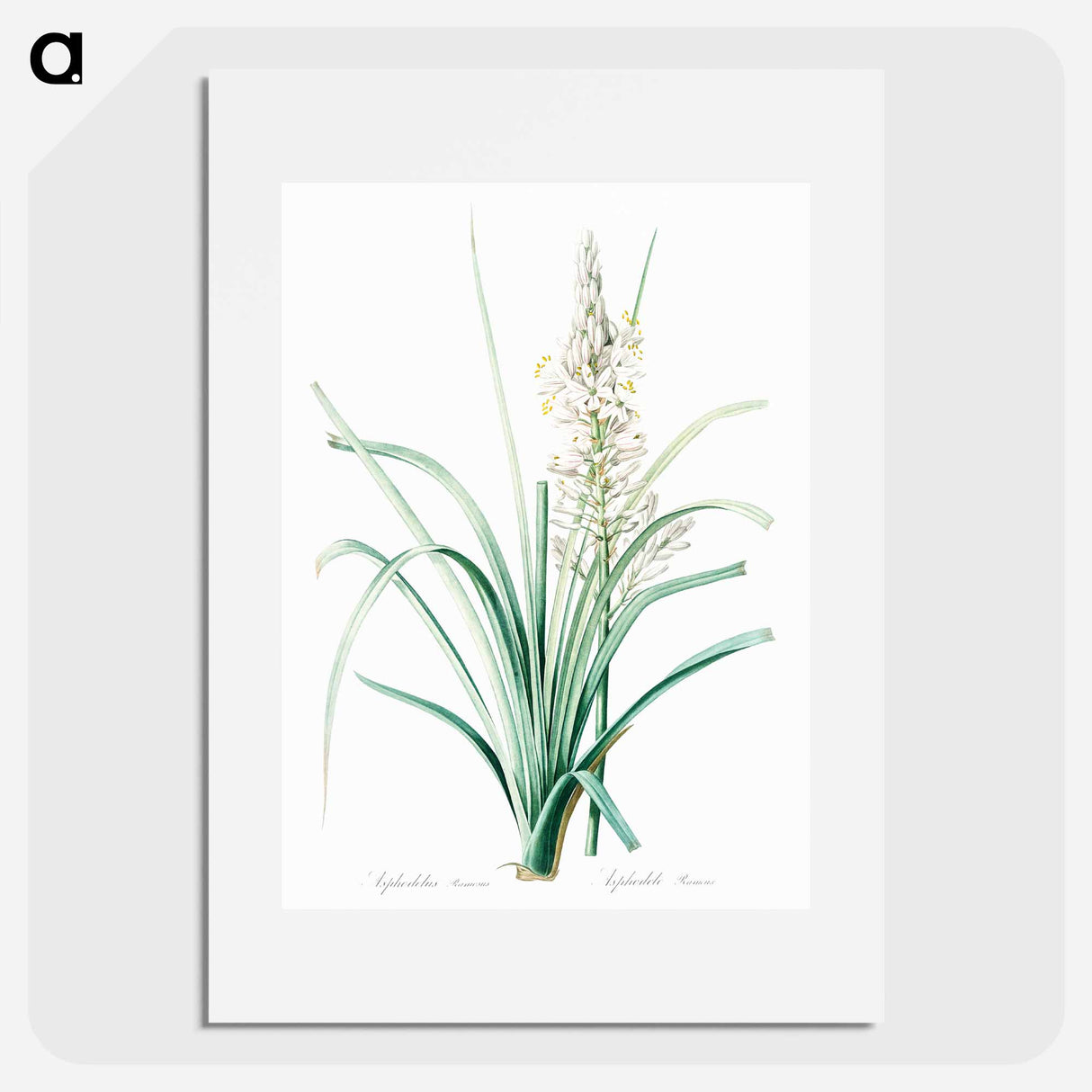 アートポスター-Branched asphodel illustration - ピエール ジョゼフ ルドゥーテ Poster.