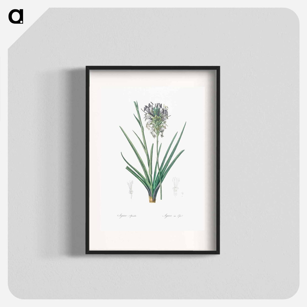アートポスター-Agave spicata illustration - ピエール ジョゼフ ルドゥーテ Poster.