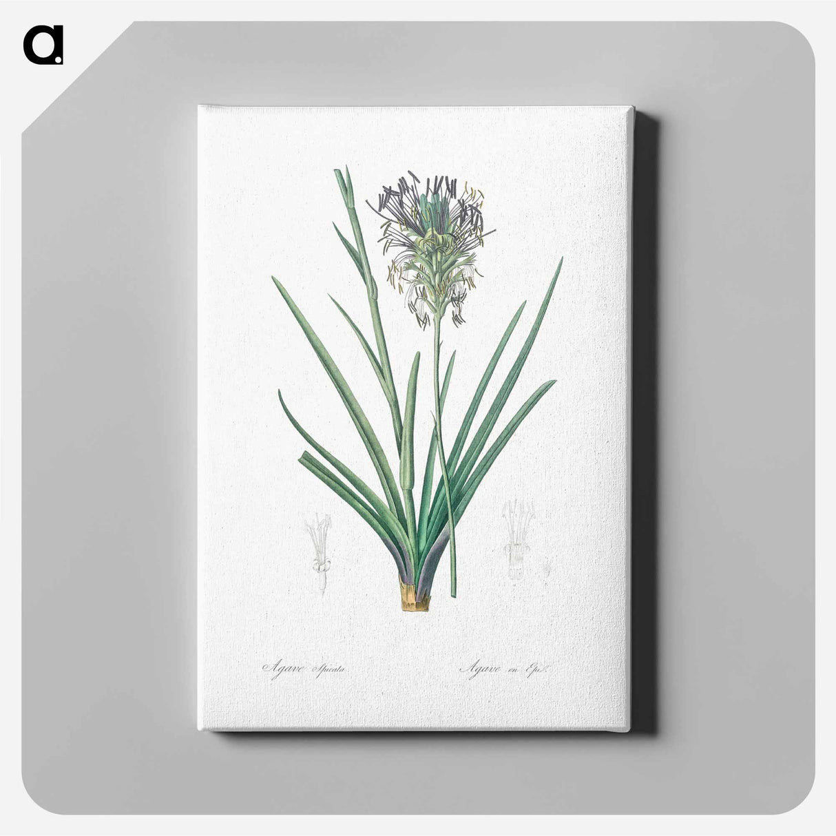 アートパネル-Agave spicata illustration - ピエール ジョゼフ ルドゥーテ Canvas.