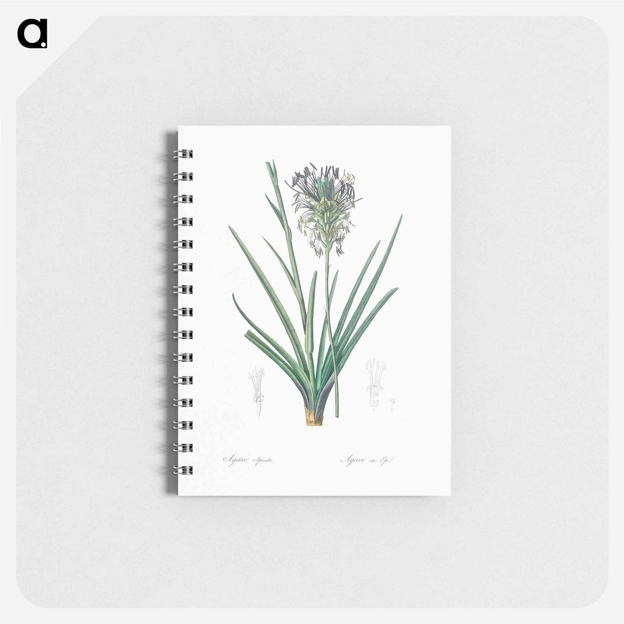 アートメモ帳-Agave spicata illustration - ピエール ジョゼフ ルドゥーテ Memo.