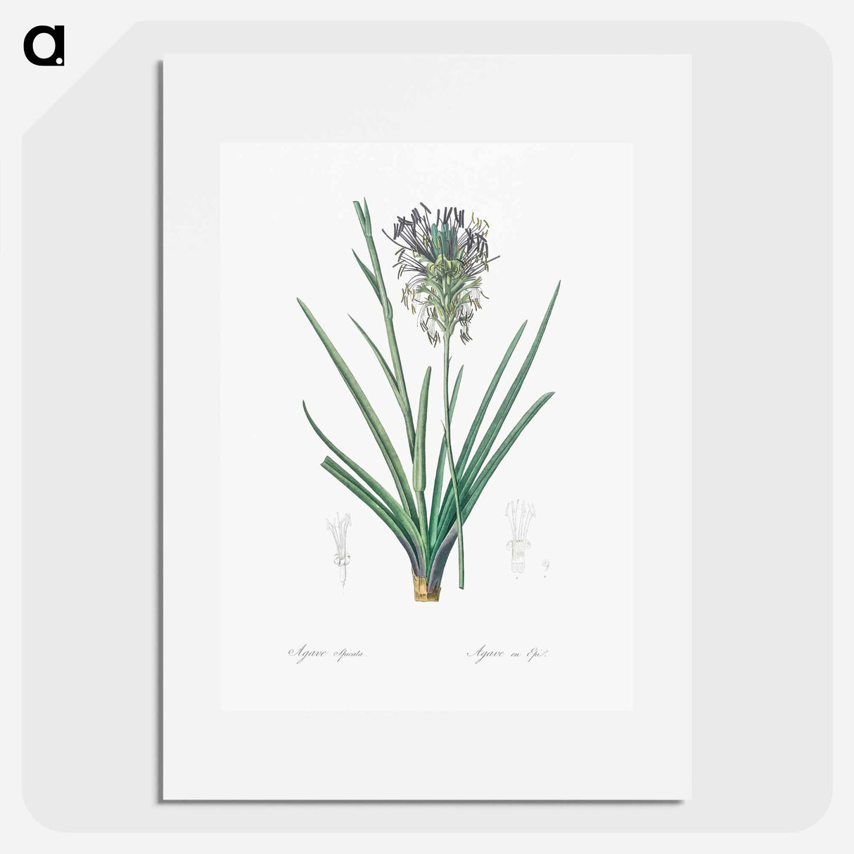 Agave spicata illustration - ピエール ジョゼフ ルドゥーテ Poster.