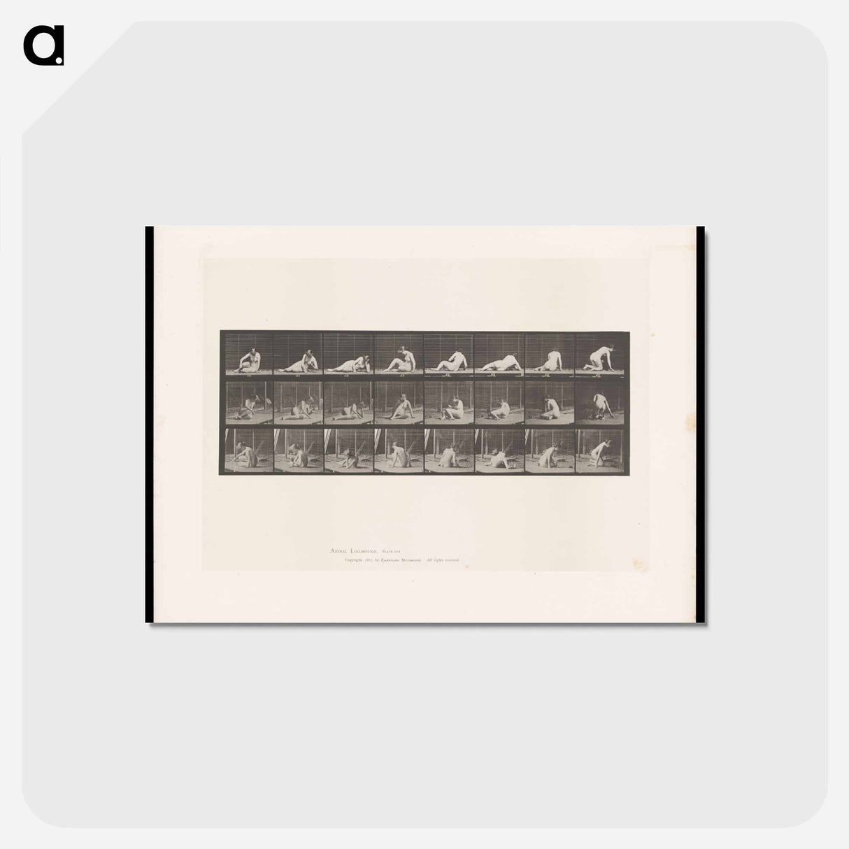 アートポストカード-Reclining Nude
- エドワード マイブリッジ Postcard.