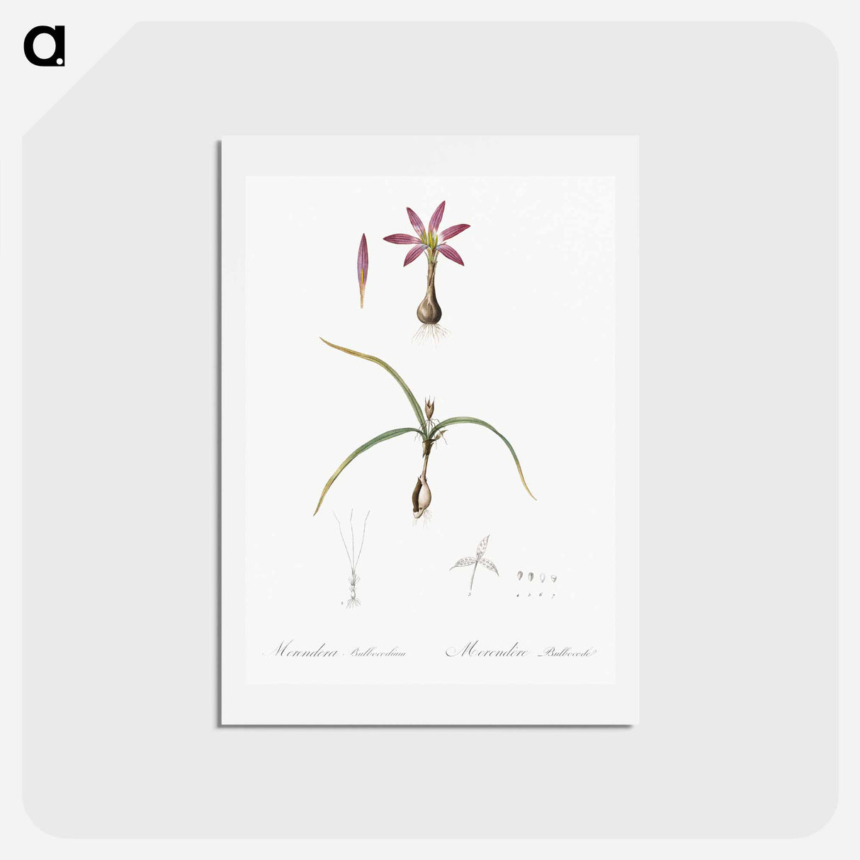 アートポストカード-Spring meadow saffron illustration - ピエール ジョゼフ ルドゥーテ Postcard.