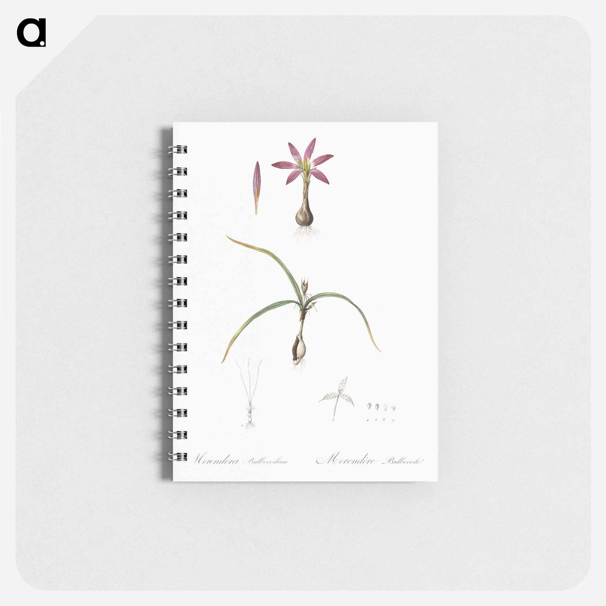 Spring meadow saffron illustration - ピエール ジョゼフ ルドゥーテ Memo.