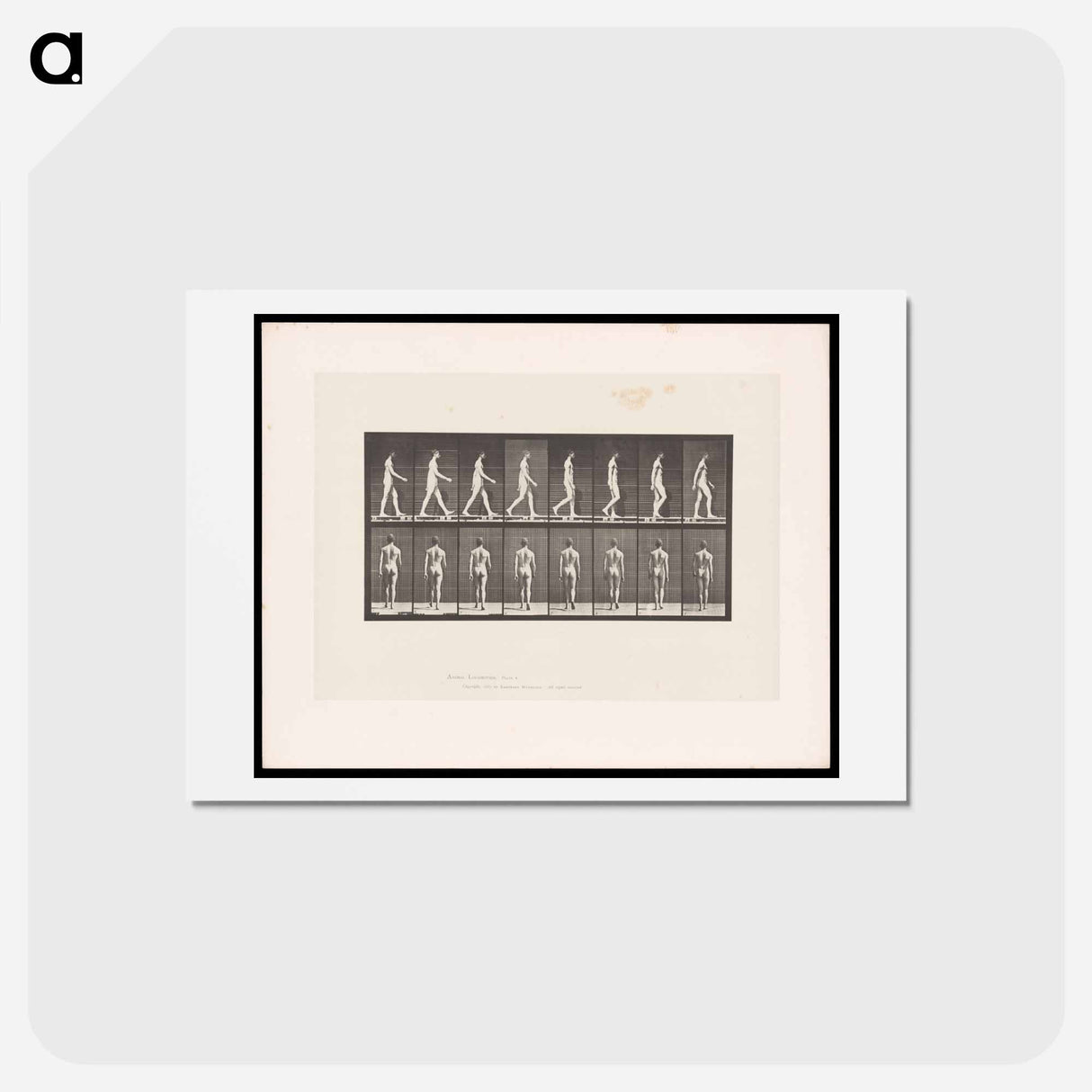 アートポストカード-Naked Man Walking
- エドワード マイブリッジ Postcard.