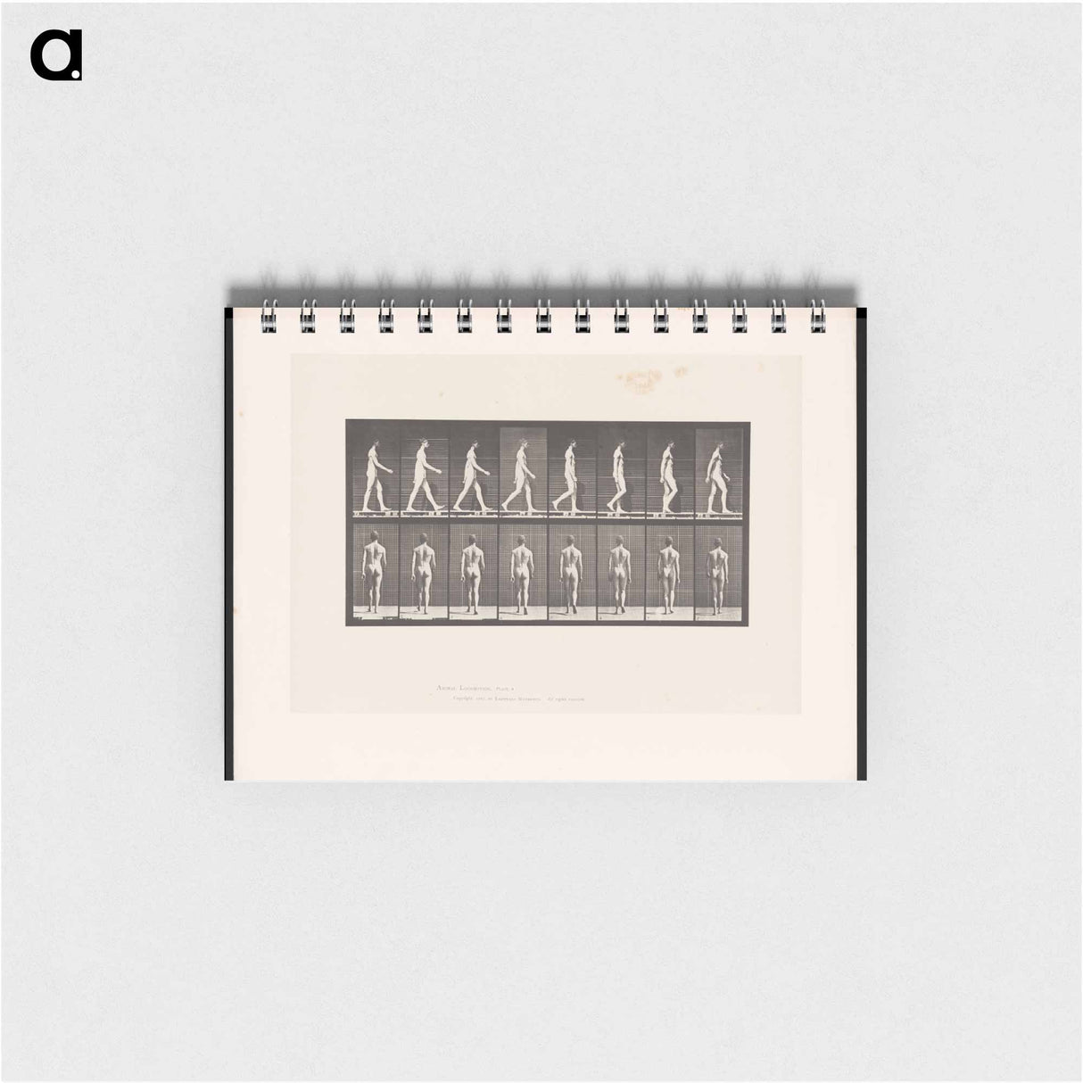 アートメモ帳-Naked Man Walking
- エドワード マイブリッジ Memo.