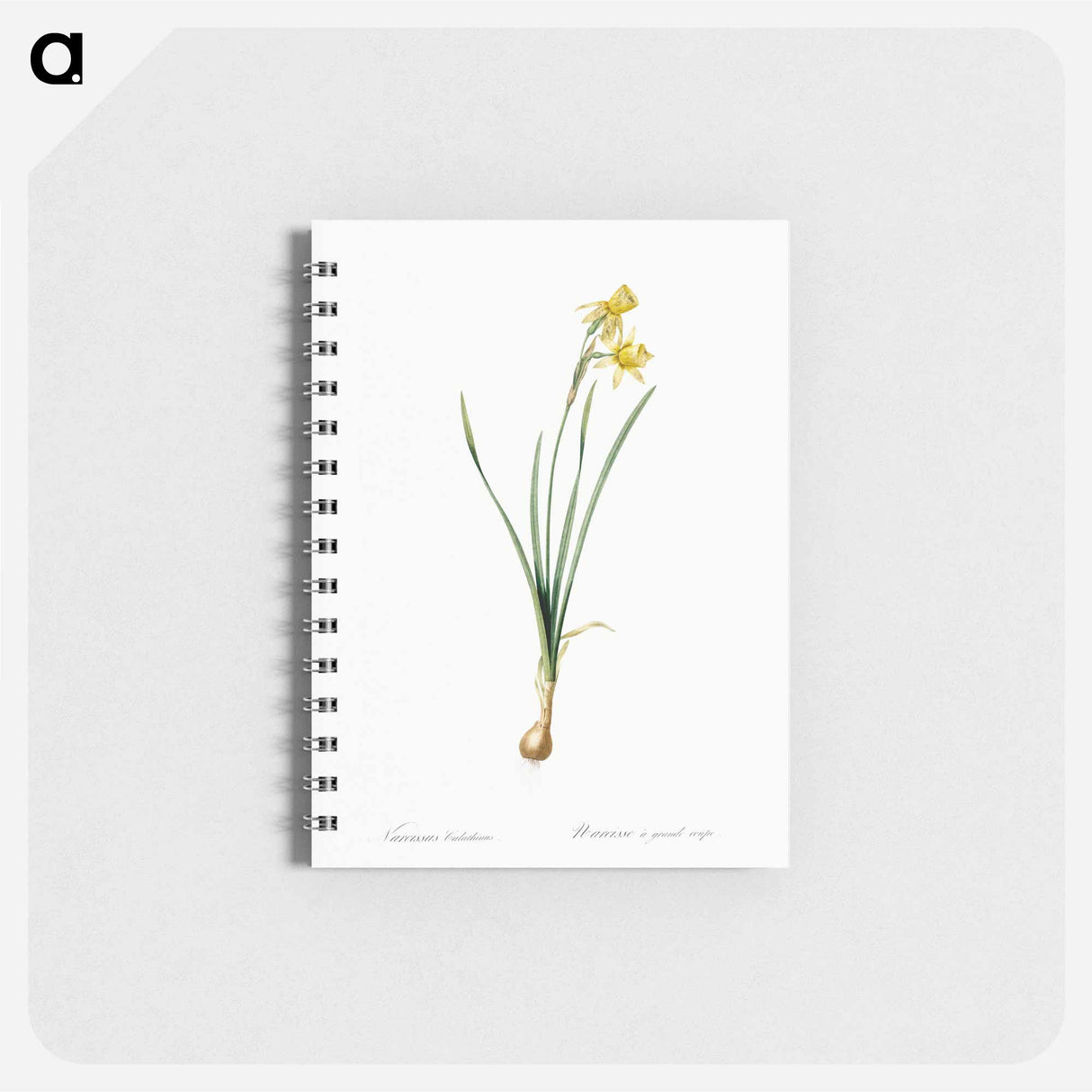 Narcissus calathinus illustration - ピエール ジョゼフ ルドゥーテ Memo.